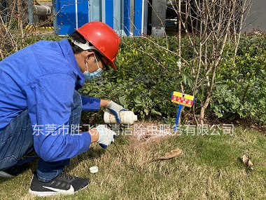 厚街社区防治红火蚁