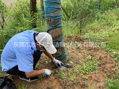 万江树木白蚁防治工程