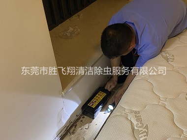 东莞家居白蚁灭治工程