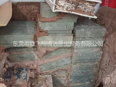 塘厦防治白蚁危害工程